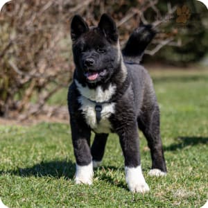 Akita Puppies for Sale Buckeye Puppies