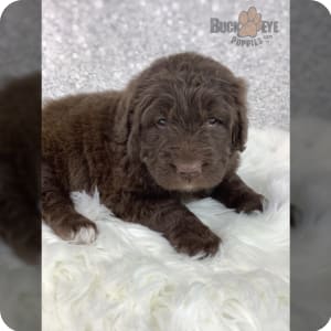 Newfypoo puppies for sale hotsell