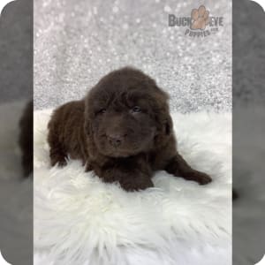Newfoundland poodle puppies for sale outlet