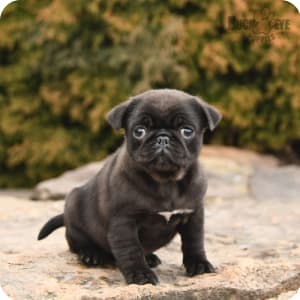 Baby pugs for sale cheap deals