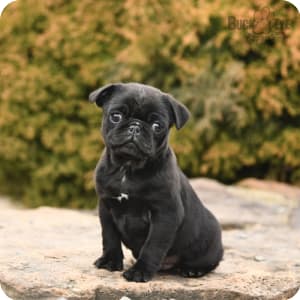Pug Puppies for Sale Buckeye Puppies