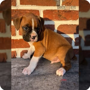 Cute boxer puppies for sale outlet