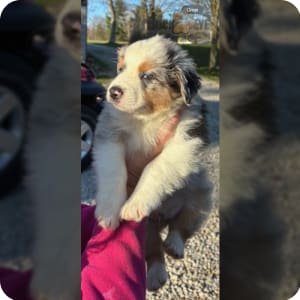 Australian shepherd puppies for sale under 200 sales
