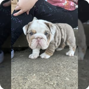 English bulldog price with papers hotsell