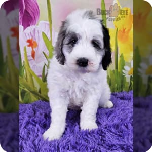 Sheepadoodle Puppies for Sale Buckeye Puppies
