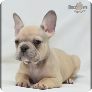 Frenchton puppies for sale midwest outlet