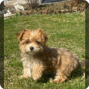 Albany morkies sale