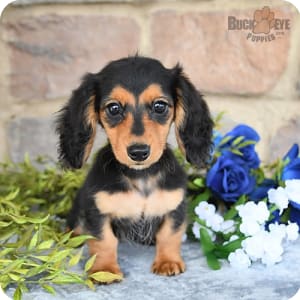 Dachshund Miniature Puppies for Sale Buckeye Puppies