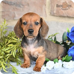 Micro mini dachshund outlet puppies