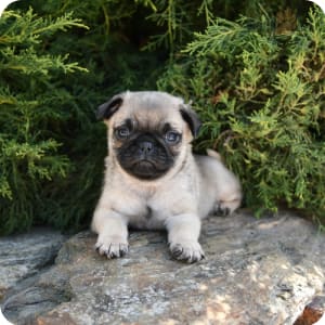 Gray pug puppies sales