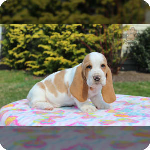 Basset Hound Puppies for Sale Buckeye Puppies