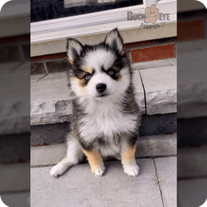 Silver ridge pomskies store