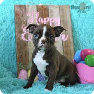 Buckeye outlet boston terriers