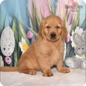 Golden retriever puppies for sale $200 near me clearance
