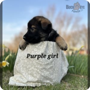 Gerberian Shepsky Puppies for Sale Buckeye Puppies