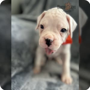 Buckeye hotsell puppies boxers
