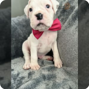 Boxer Puppies for Sale Buckeye Puppies