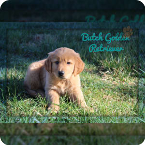 Puppies for Sale Get yours today Buckeye Puppies