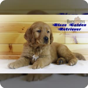 Puppies under sale 500