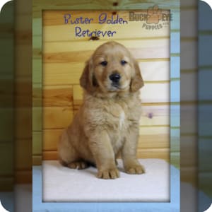 Search for Puppies Under 500 Buckeye Puppies