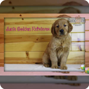 Puppies under hot sale 500