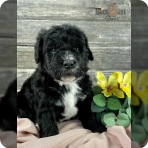 Buckeye puppies labradoodle store