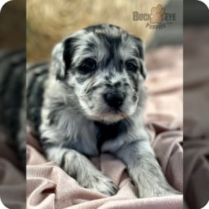 Buckeye puppies labradoodle outlet