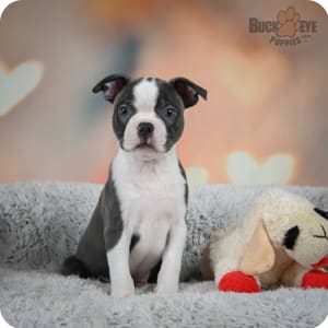 Buckeye outlet boston terriers