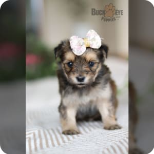 Buckeye puppy sale