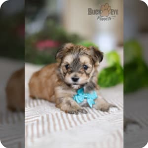 Buckeye puppy sale