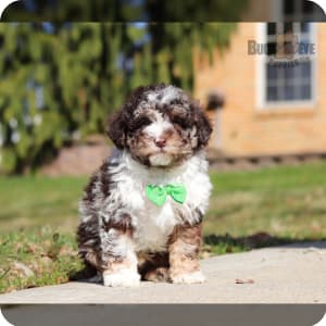 Puppies for Sale Get yours today Buckeye Puppies