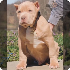 Purple ribbon american bully sales
