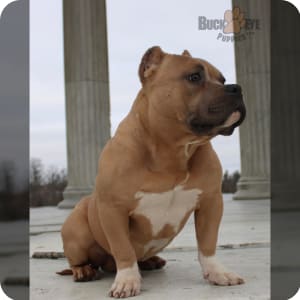 Abkc registered 2 year old blue tri american bully pocket