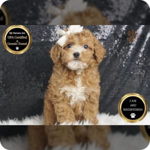 Akc miniature poodle puppies for sale near me sales