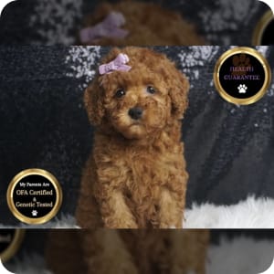 Toy Poodle Puppies for Sale Buckeye Puppies