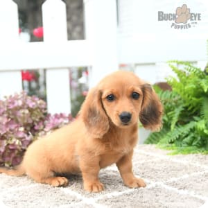 how much are long haired miniature dachshund puppies