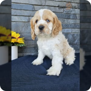 Cocker Spaniel Puppies for Sale Buckeye Puppies