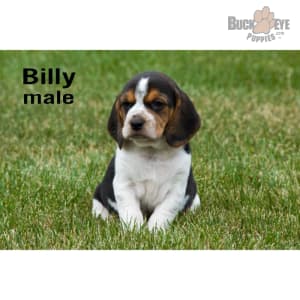 Akc beagle puppies for sale sales