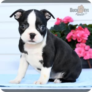 Akc boston terrier puppies for sale online