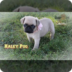 Akc pug puppies for sale hotsell