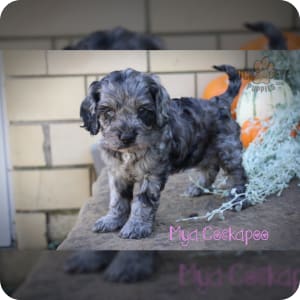 Blue merle cockapoo puppies for sale shop