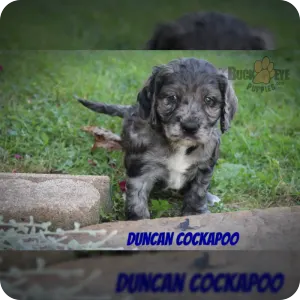 Cockapoo merle puppies for sale online