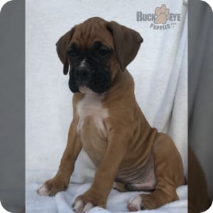 Boxer Puppies for Sale Buckeye Puppies