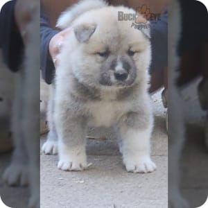 Akita chow puppies for sale hotsell