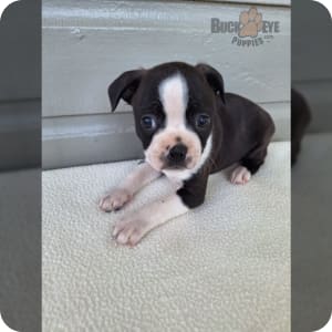 Akc boston terrier puppies for sale shop