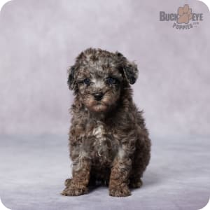 Toy Poodle Puppies for Sale Buckeye Puppies