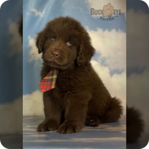 Chocolate newfoundland puppy top