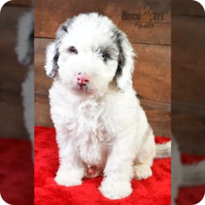Merle labradoodle for sale near me shop