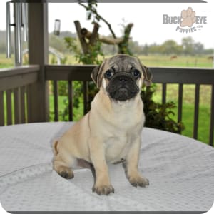 Akc pug puppies sales