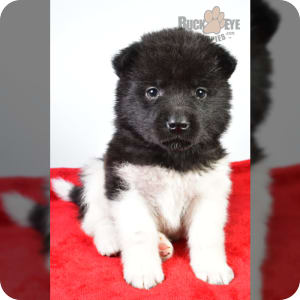 Akc akita puppies new arrivals